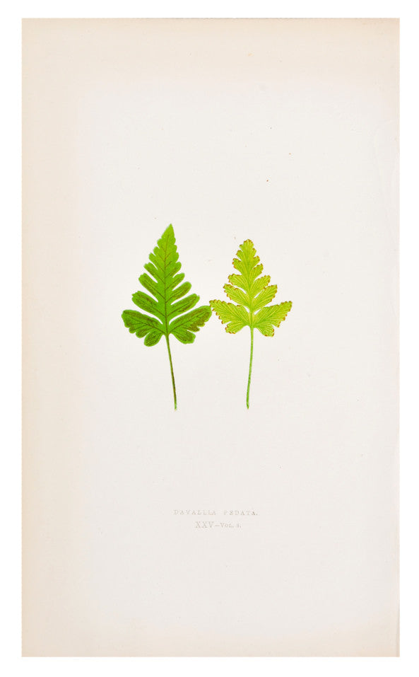 Davallia Pedata Fern Print, c. 1872 in - LEIF