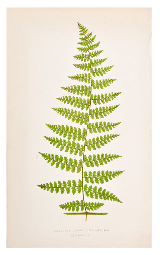 Dicksonia Moluccana Fern Print, c. 1872 in - LEIF