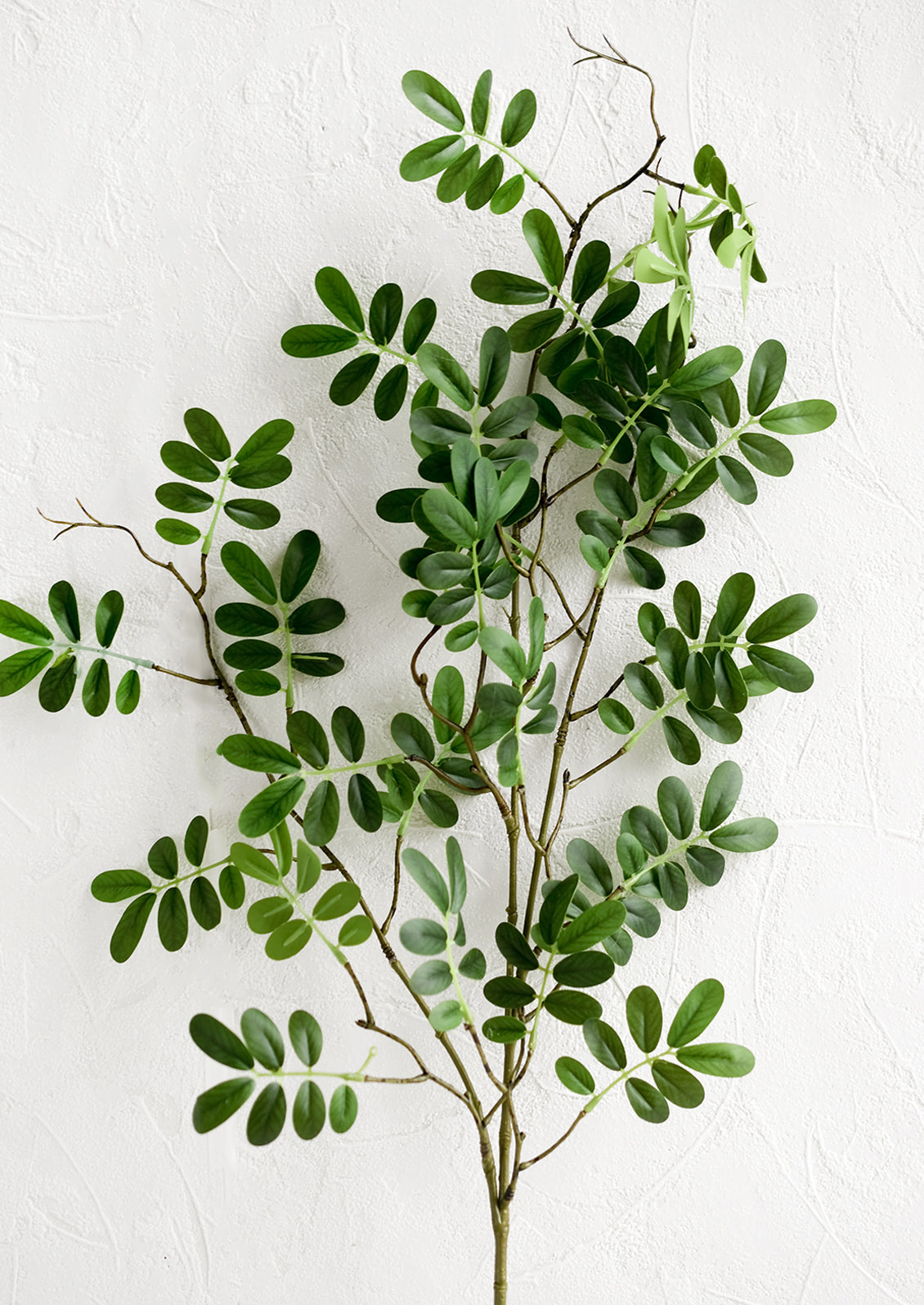 A green faux stem of leafy phyllanthus branch.