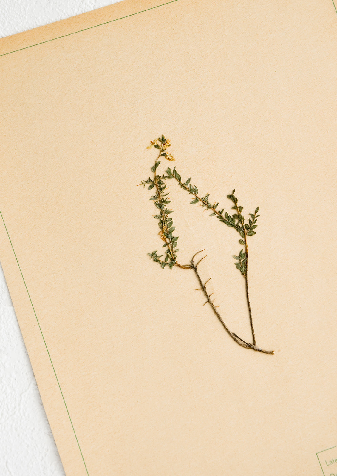 Dried floral specimen taped and preserved on paper