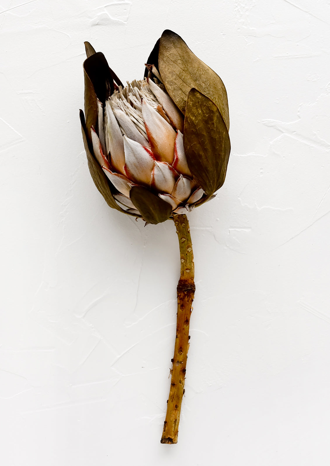 A single dried stem of king protea flower.
