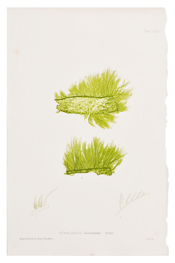 Ectocarpus Fasiculatas Seaweed Print, c. 1872 in - LEIF