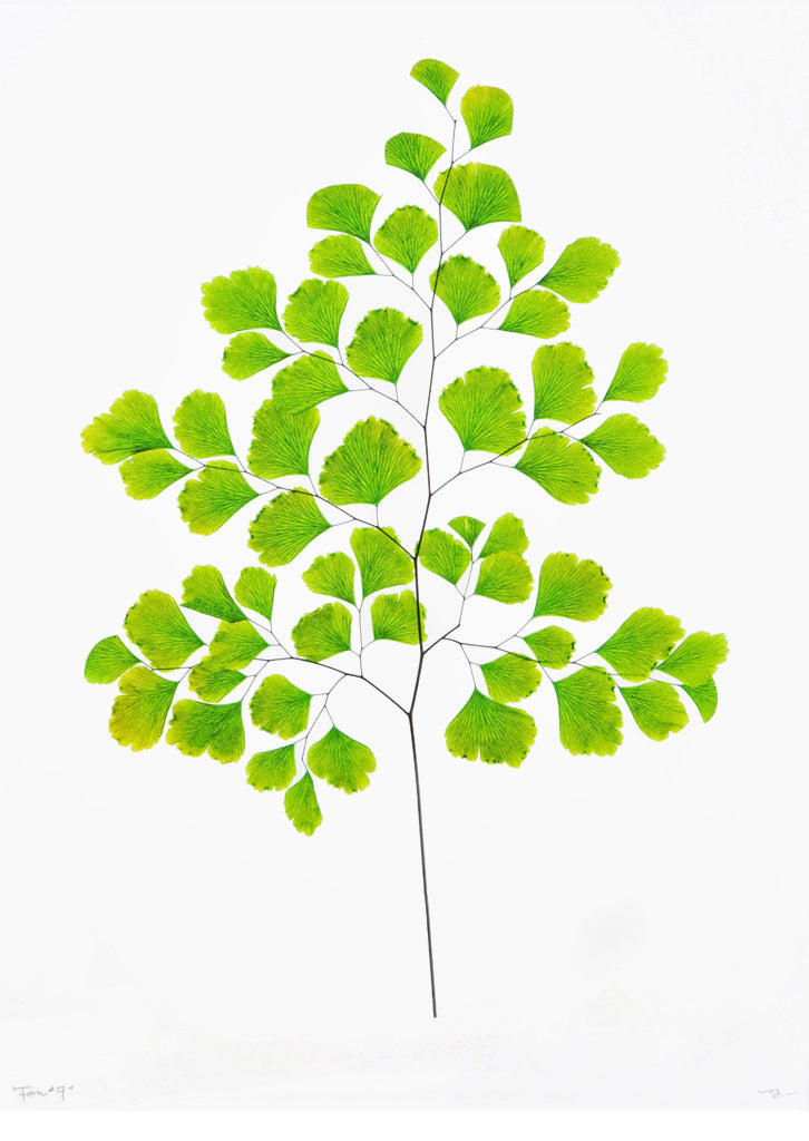Green Fern #7 Poster Print in - LEIF
