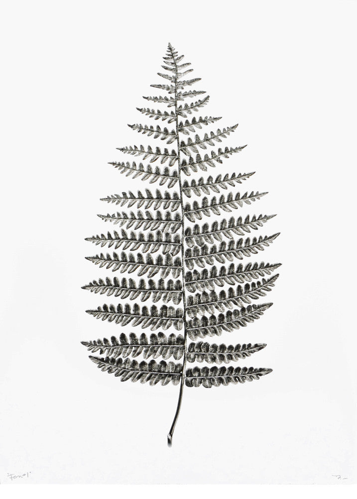 Fern Study #1 Print in - LEIF