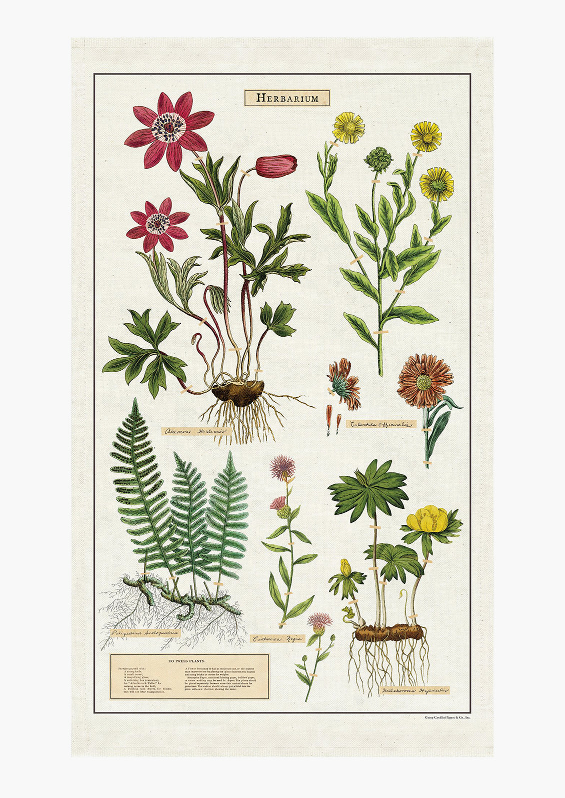 A cotton tea towel with colorful herbarium plant print.