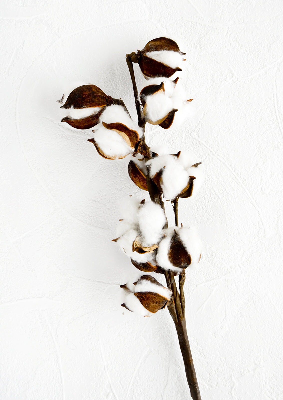 Dried botanical stem of natural cotton in pods