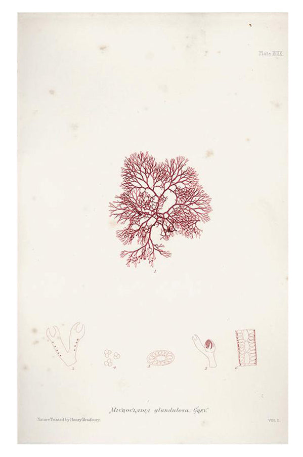 Vintage Seaweed Print, Microcladia Glandulosa in - LEIF