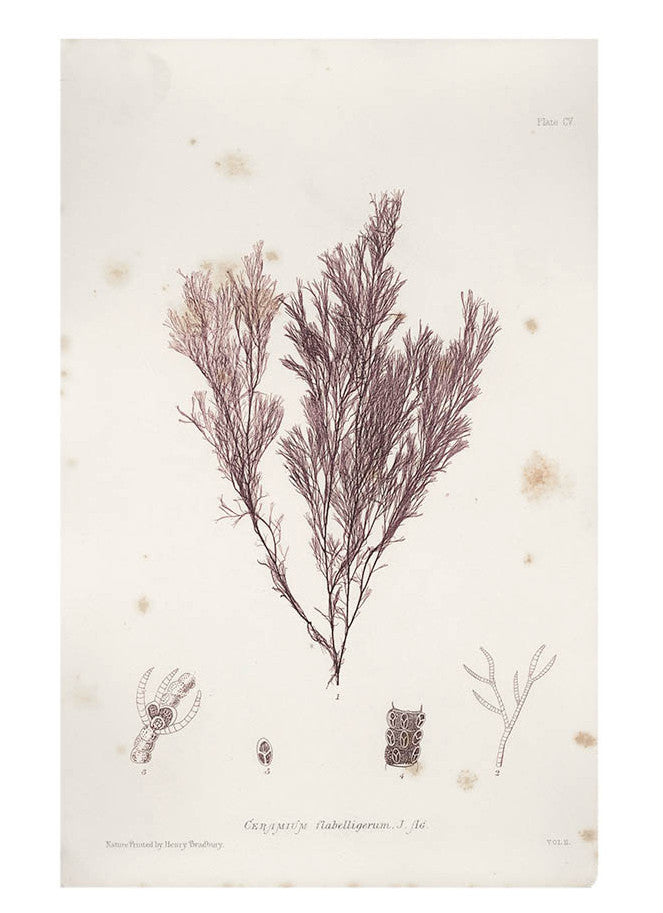 Ceramium Flabelligerum Seaweed Print, c. 1872 in - LEIF