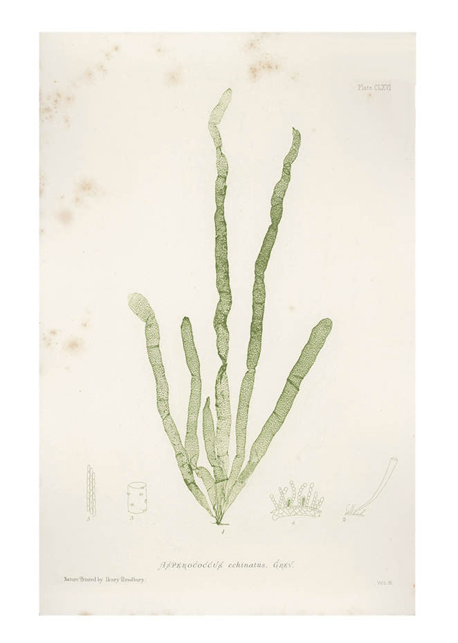 Asperococcus Echinatus Seaweed Print, c. 1872 in - LEIF