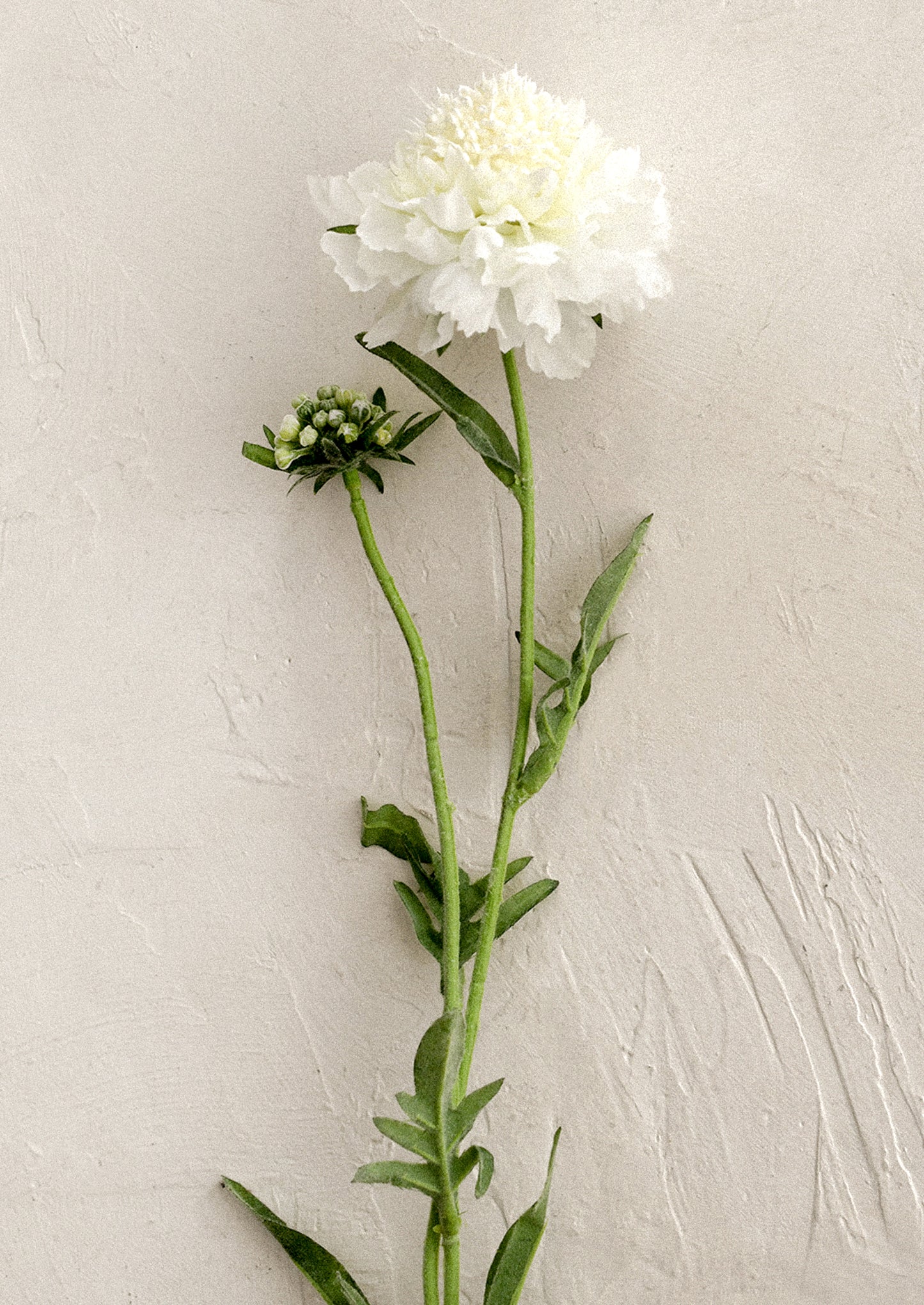 A faux floral stem in the likeness of a Snowmaiden Scabiosa flower in ivory.