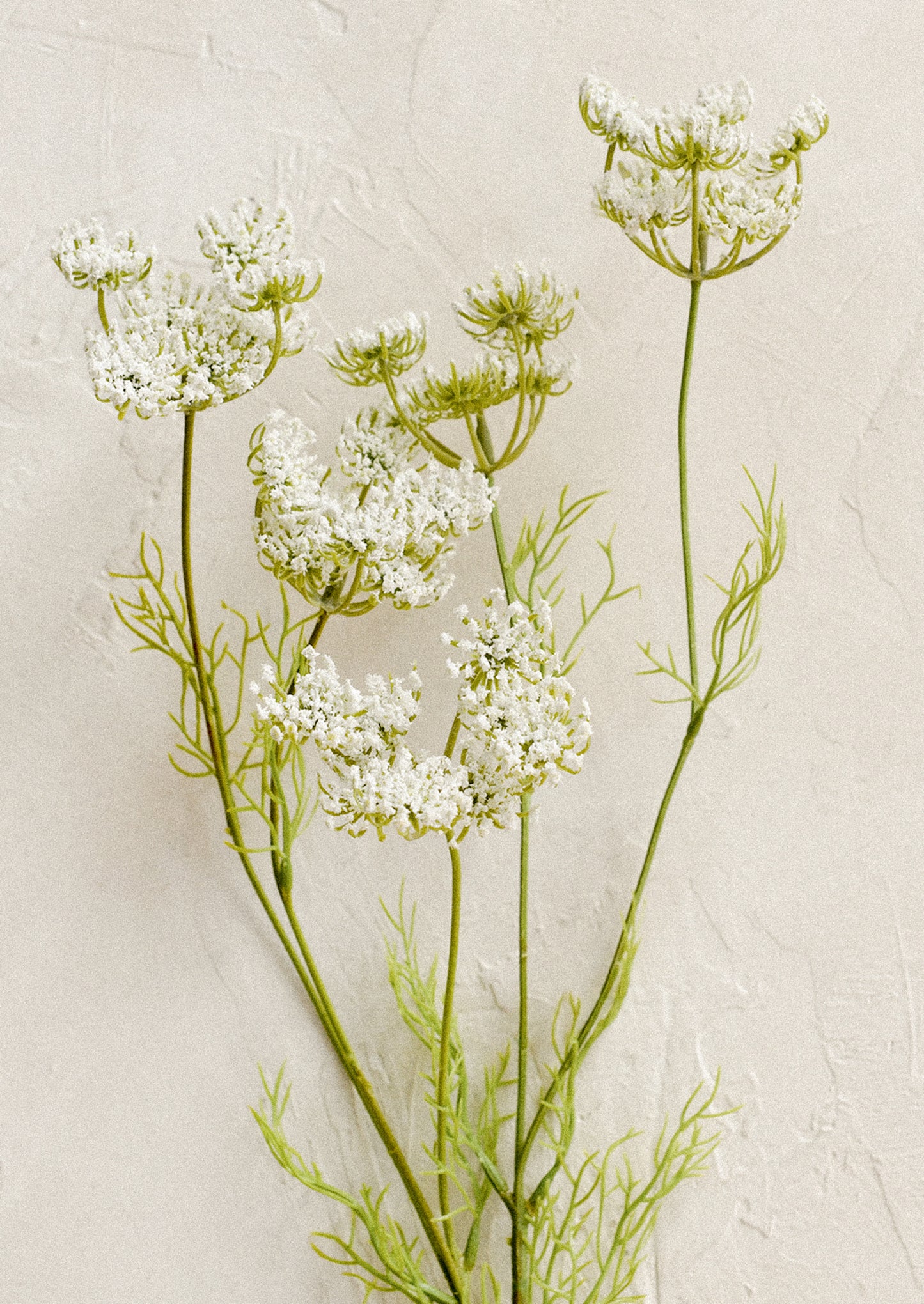 A faux floral stem resembling white queen anne's lace.
