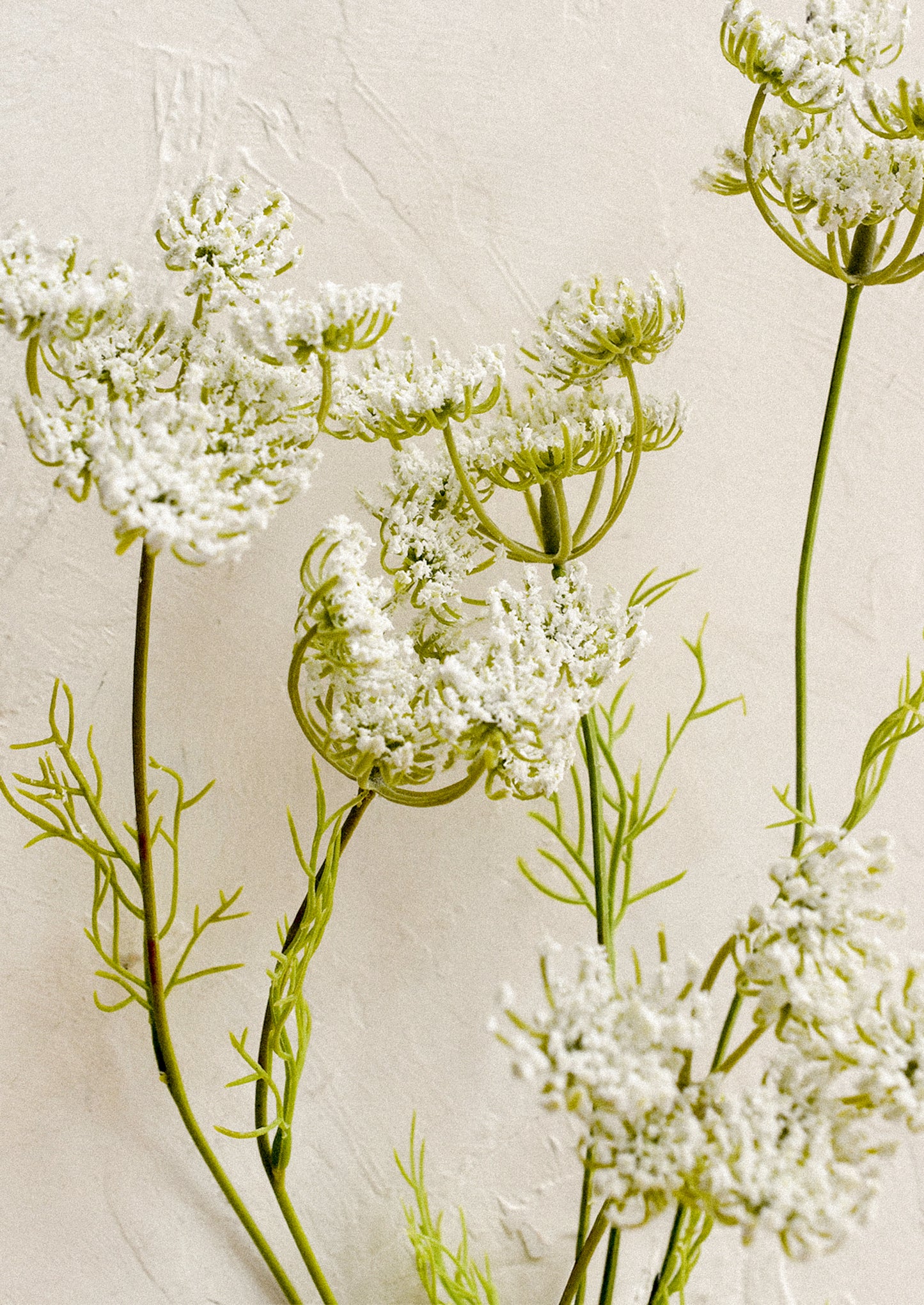 A faux floral stem resembling white queen anne's lace.