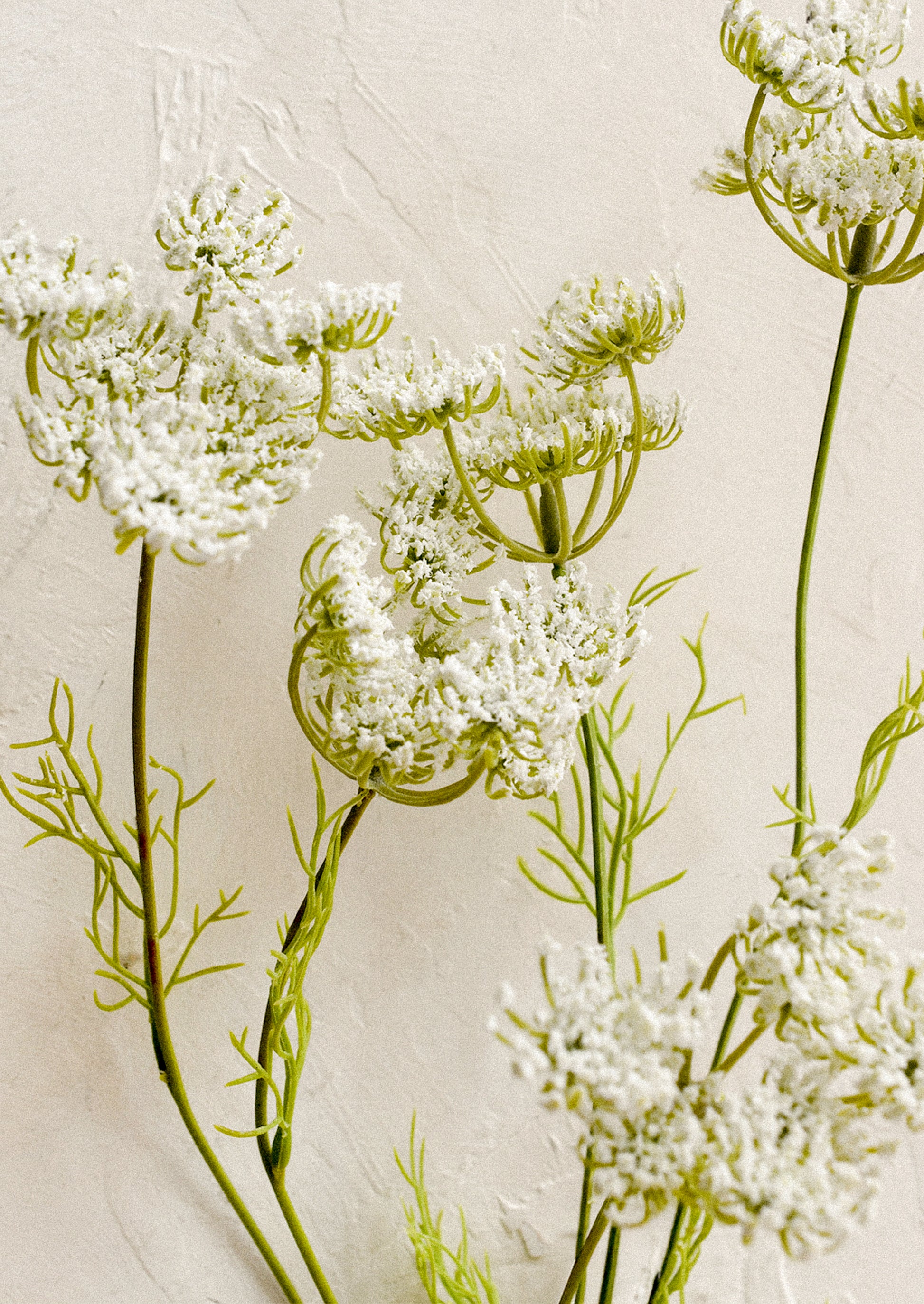 A faux floral stem resembling white queen anne's lace.