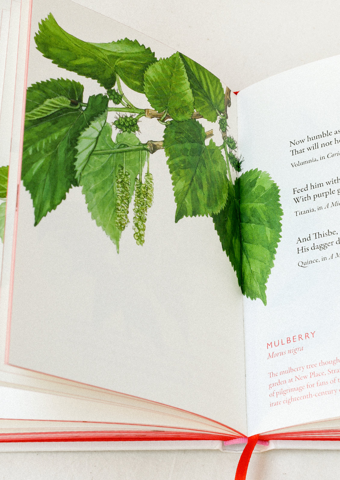 A book open on a table showing an illustration of a mulberry.