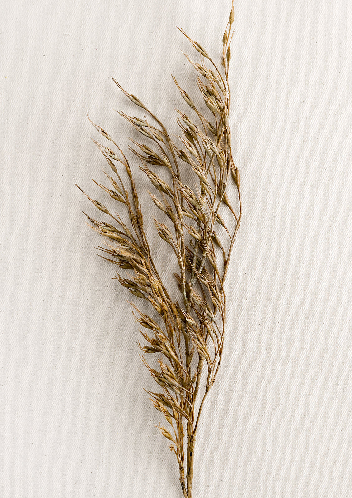 A faux rice grass spray in brown.