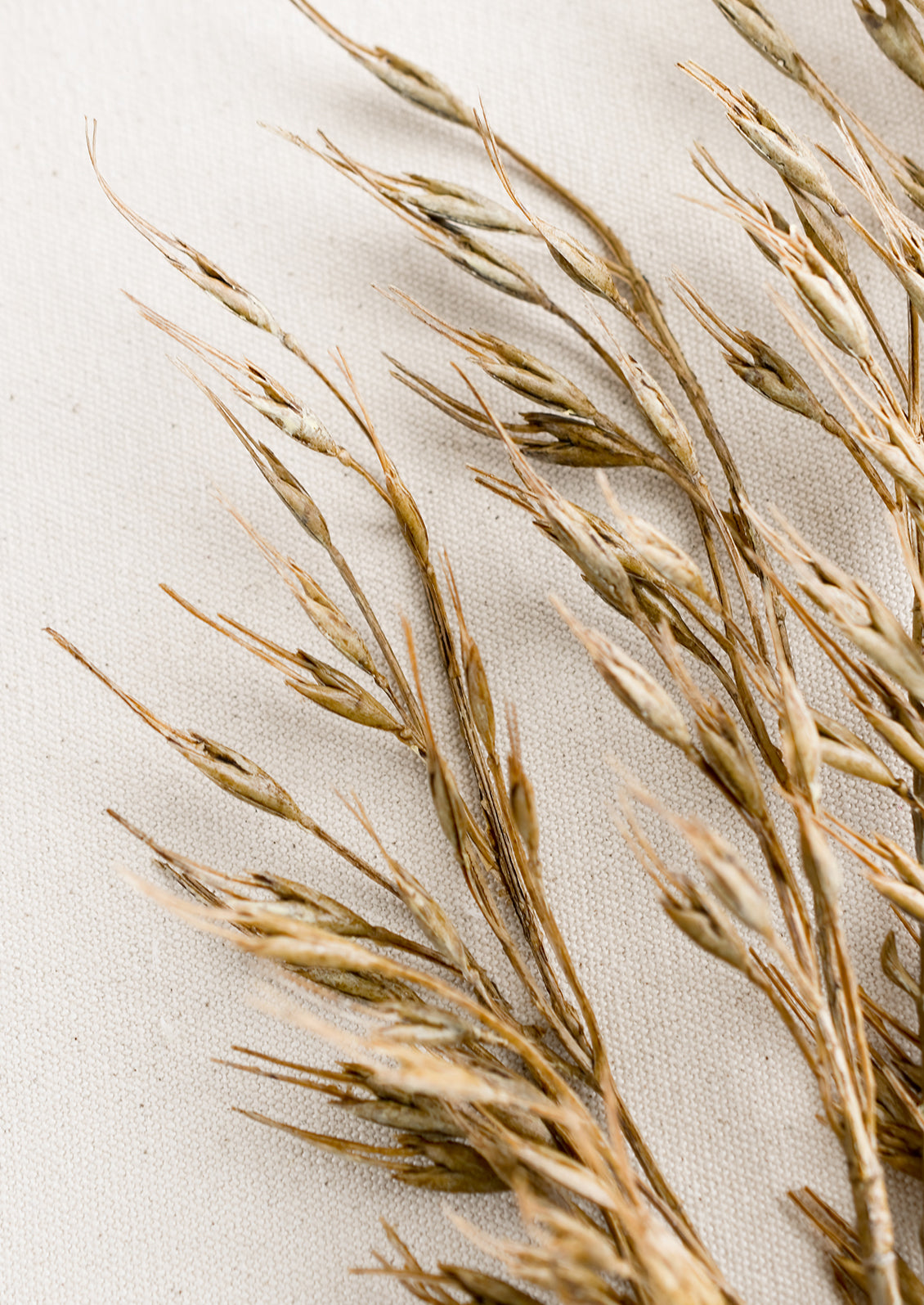 A faux rice grass spray in brown.