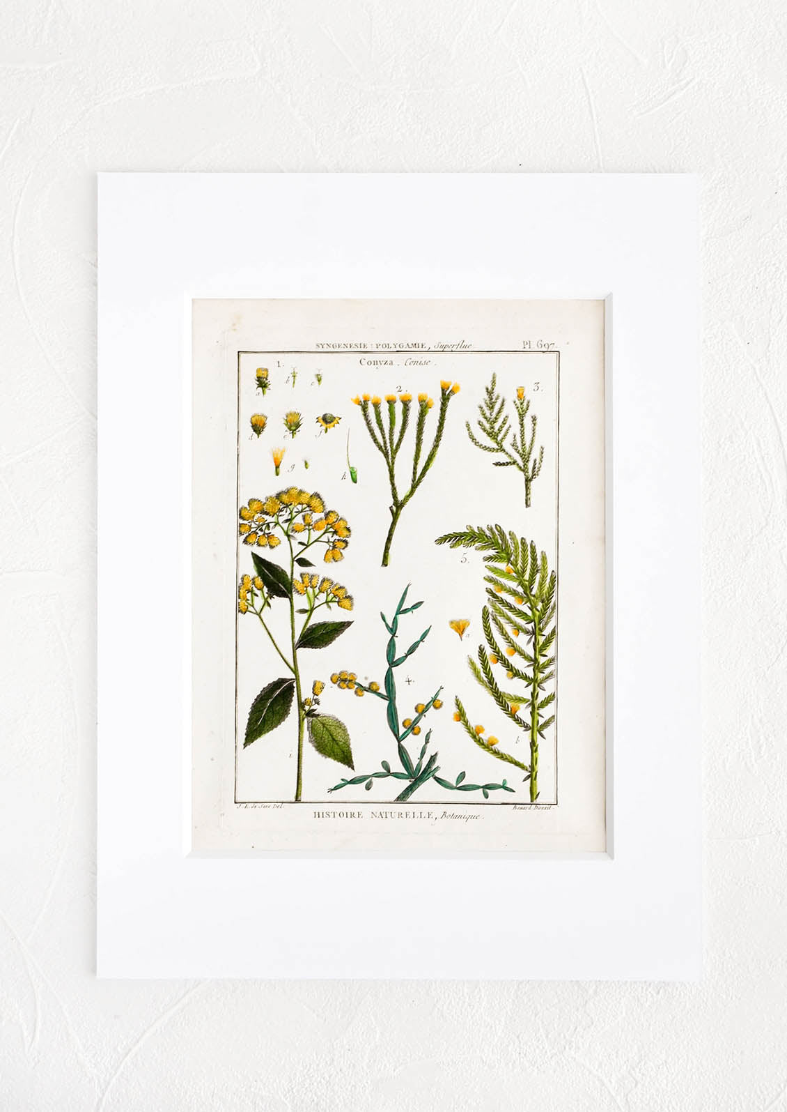Vintage botanical print with white mat. Print features green and yellow leaves and flowers.