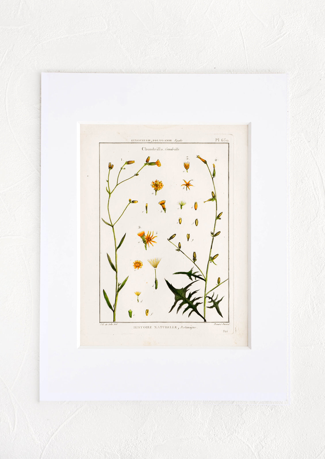Vintage botanical print with white mat. Print features green and orange leaves and flowers.