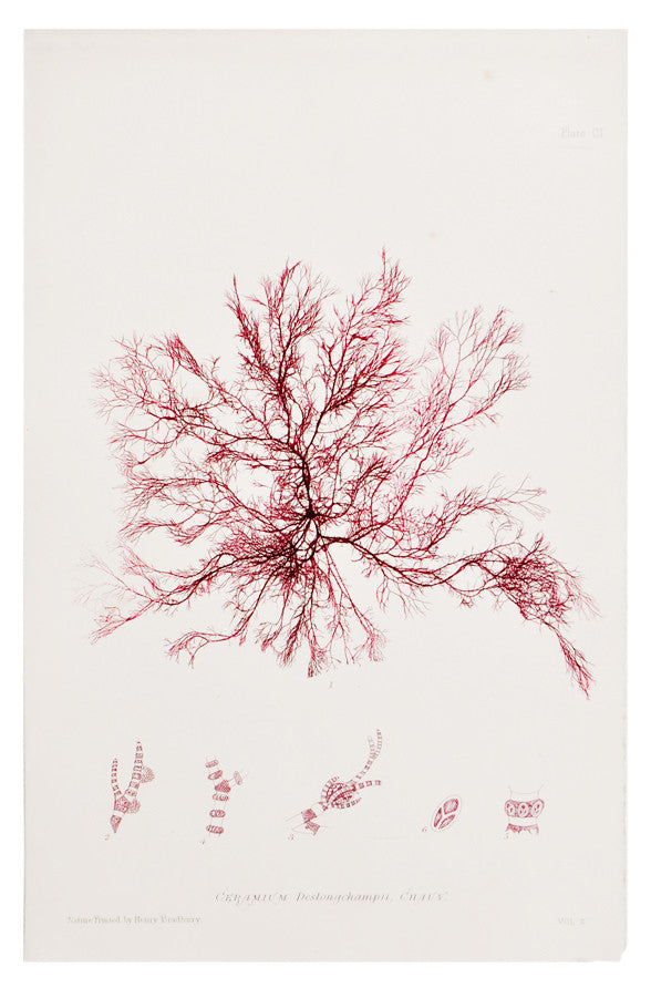 Ceramium Deslongchampii Seaweed Print, c. 1872 in  - LEIF