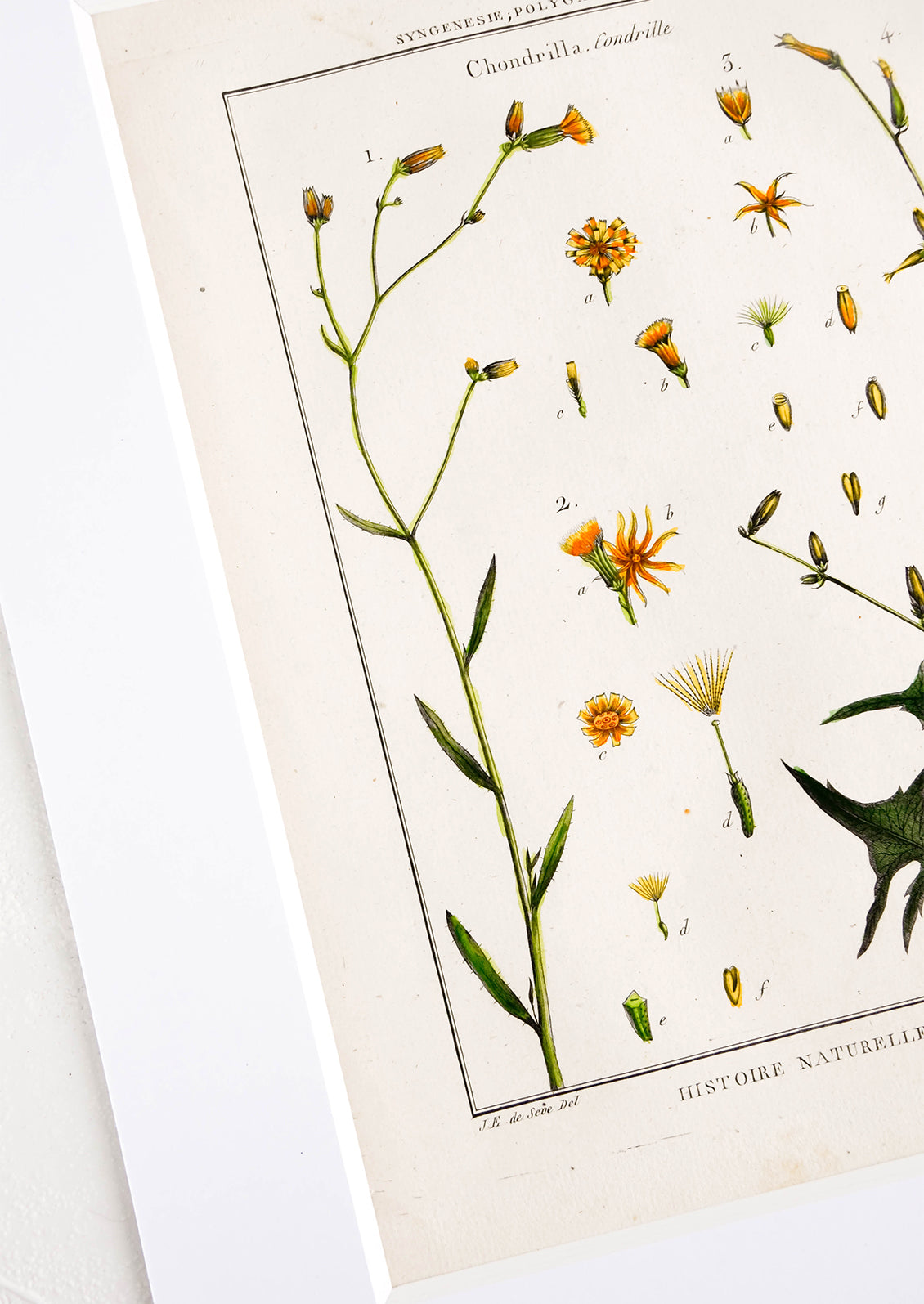 Vintage botanical artwork in white mat