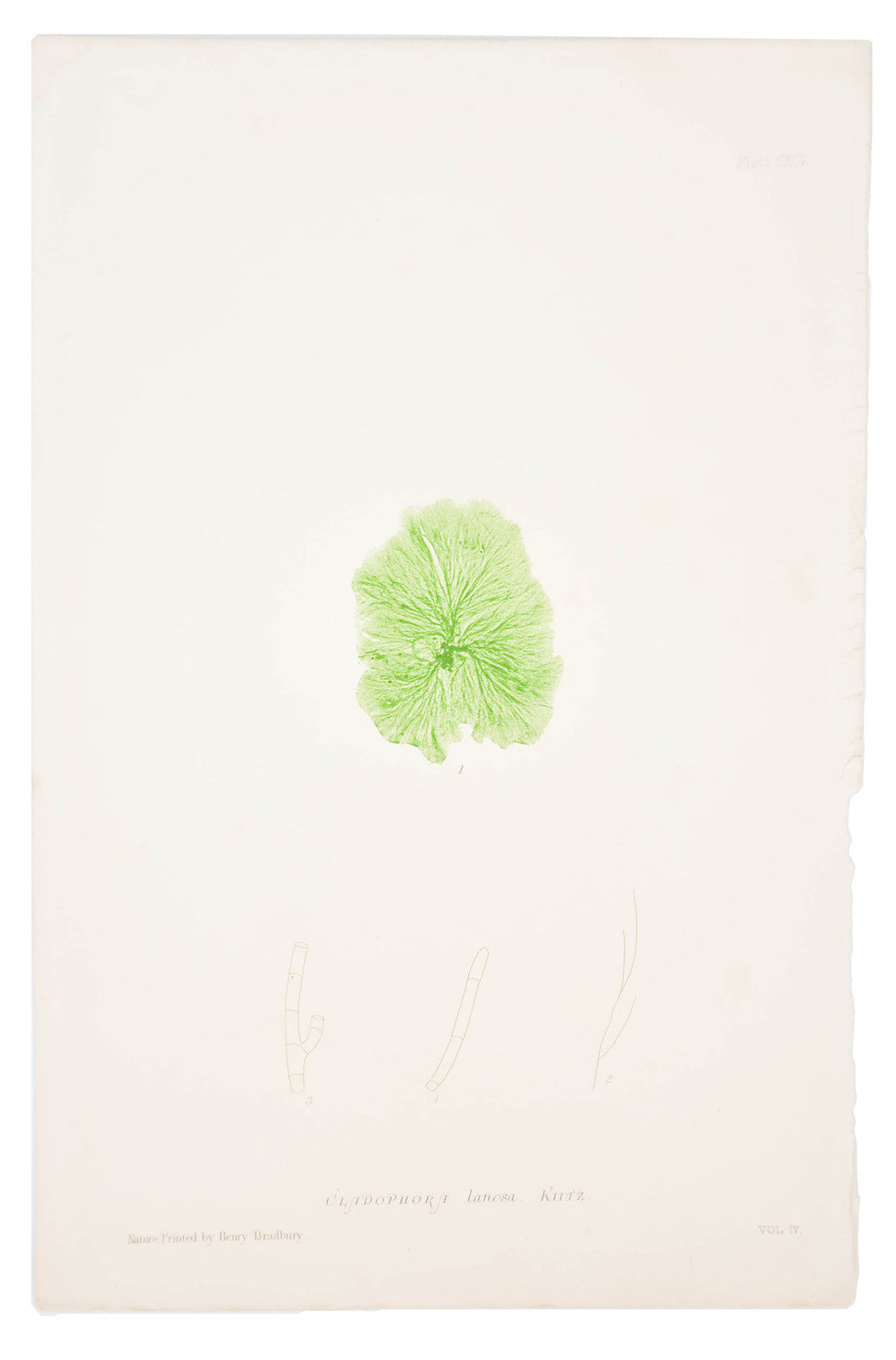Cladophora Lanosa Seaweed Print, c. 1872 in  - LEIF