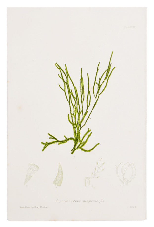 Cladostephus Spongiosus Seaweed Print, c. 1872 in  - LEIF