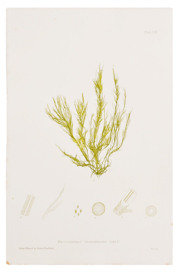 Dictyosiphon Foeniculaceus Seaweed Print, c. 1872 in  - LEIF