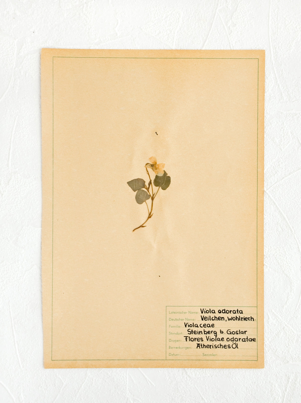Vintage Dried Floral, Violet