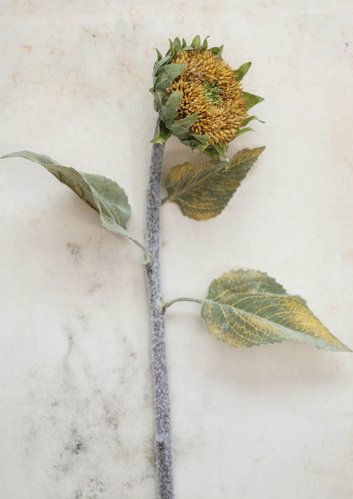 A faux sunflower stem.