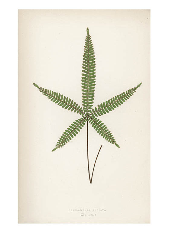 Cheilanthes Radiata Fern Print, c. 1872 in  - LEIF