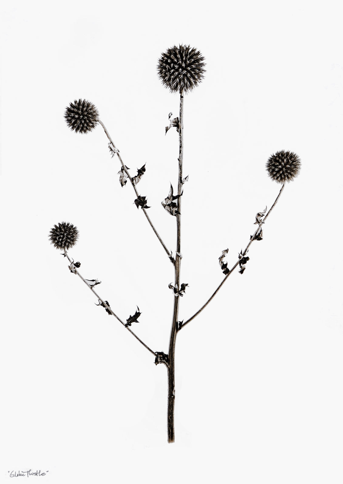 Globe Thistle Print in  - LEIF