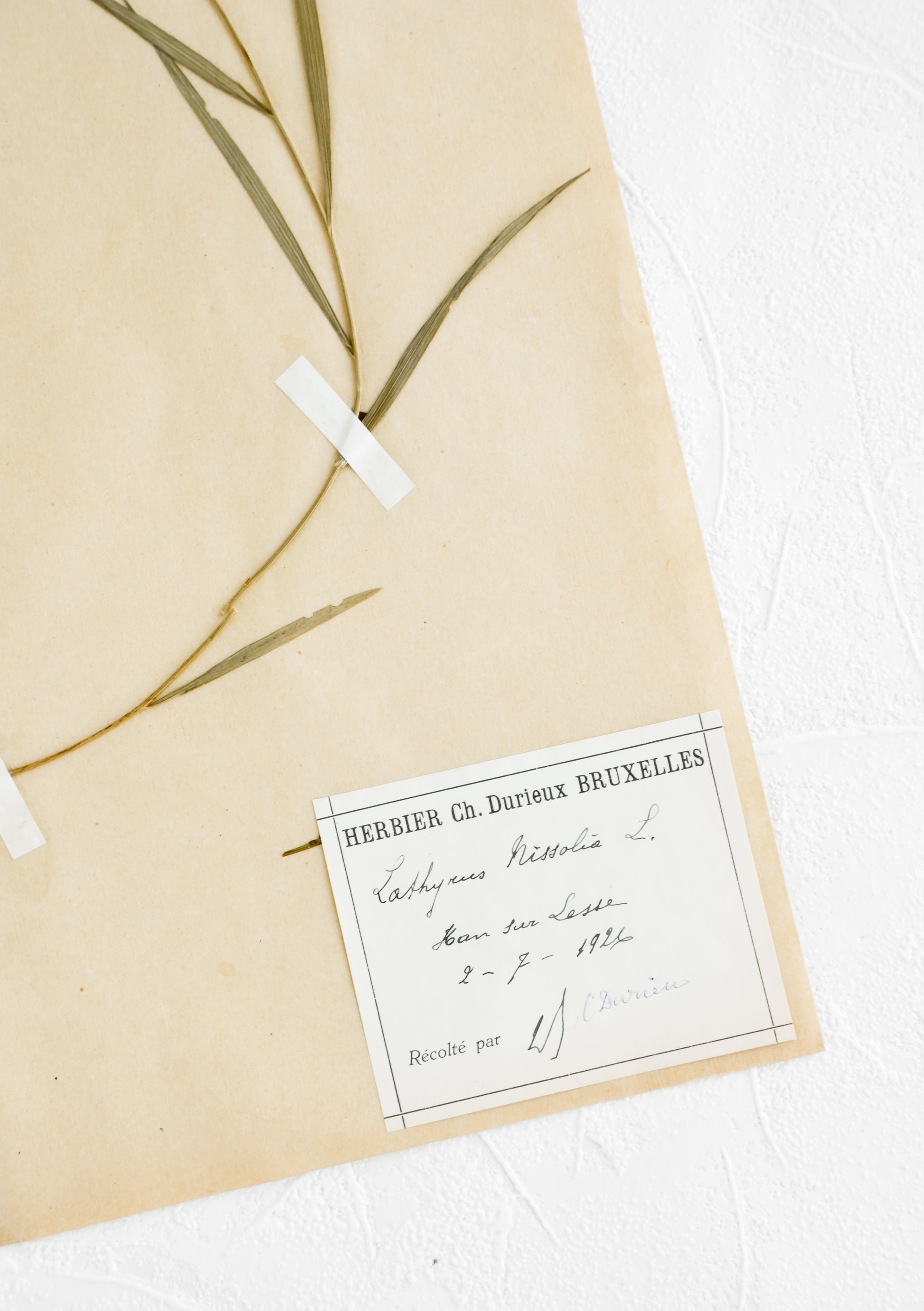 Old dried floral specimen preserved and taped to paper with descriptive bookplate at corner