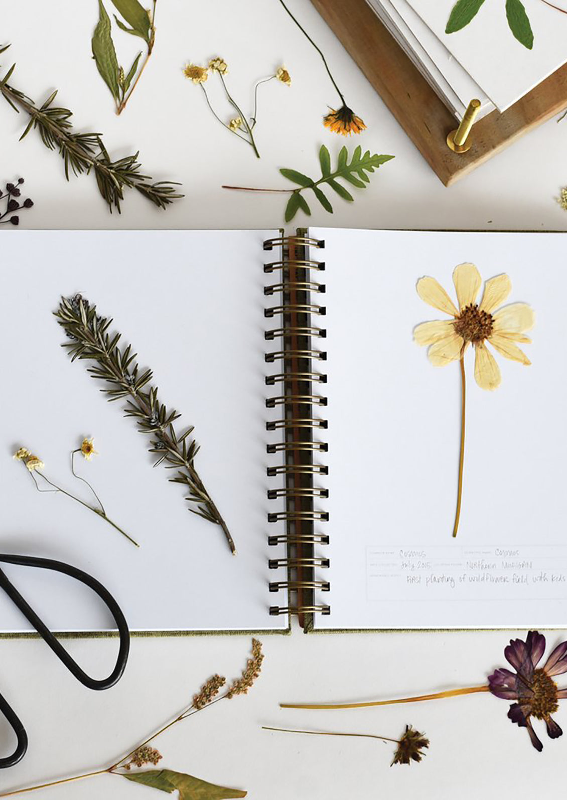 Pressed floral specimens in a journal.
