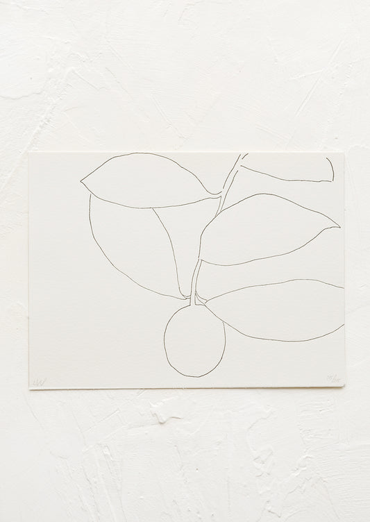 A black and white line drawing art print of a kumquat.