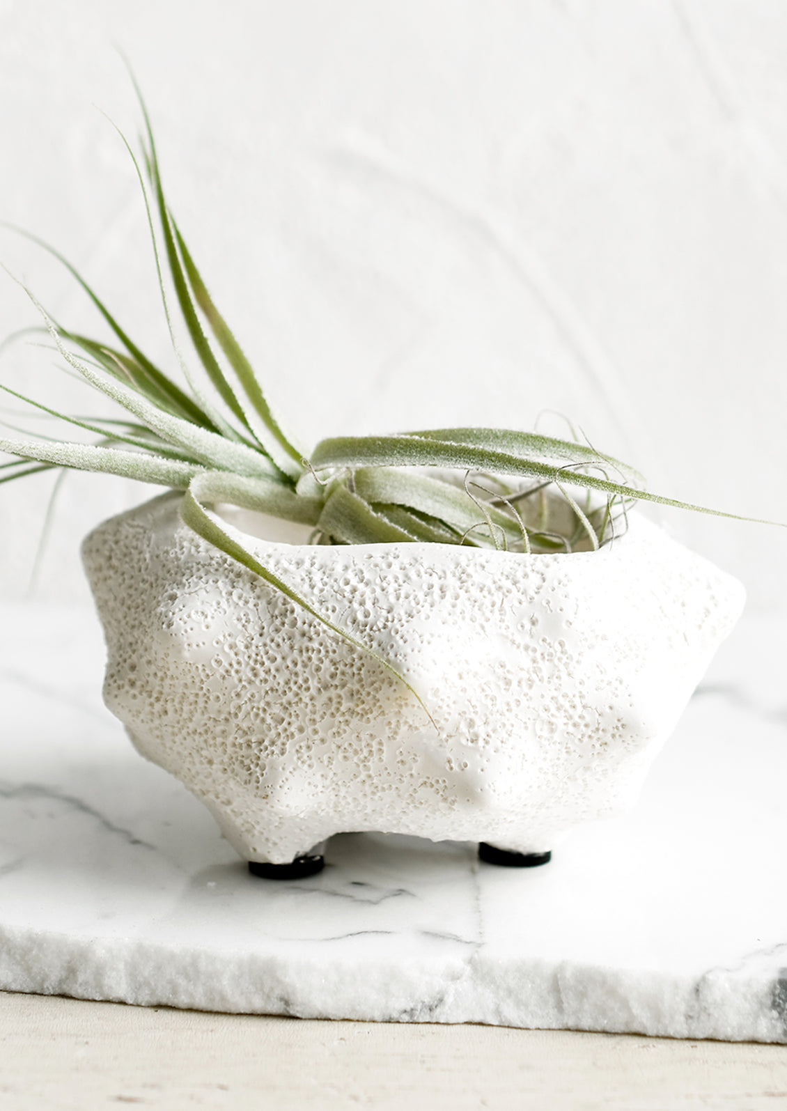 A small white ceramic planter with rough glaze, holding an air plant.