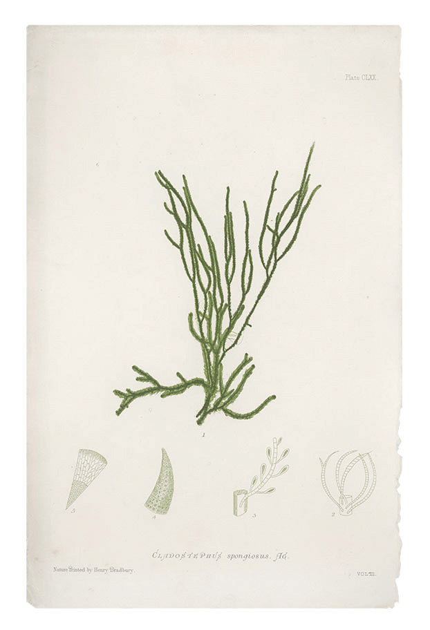 Cladostephus Spongiosus Seaweed Print, c. 1872 in  - LEIF