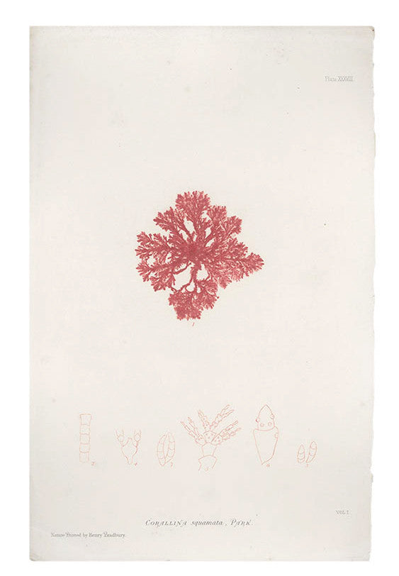Corallina Squamata Seaweed Print, c. 1872 in  - LEIF