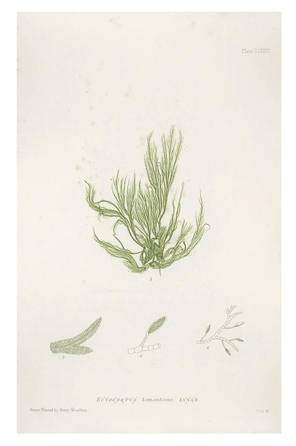 Vintage Seaweed Print, Ectocarpus Tomentosus in  - LEIF