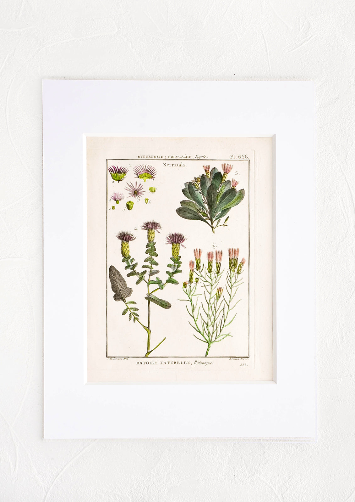 Vintage botanical print with white mat. Print features green and pink leaves and flowers.