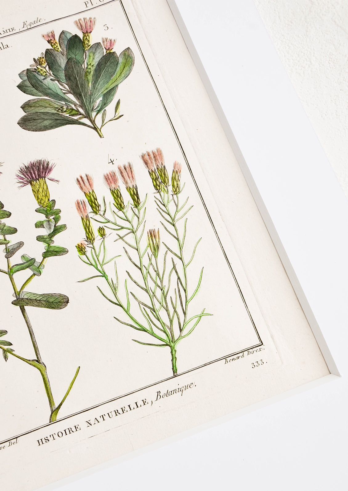 Vintage botanical art print in white mat