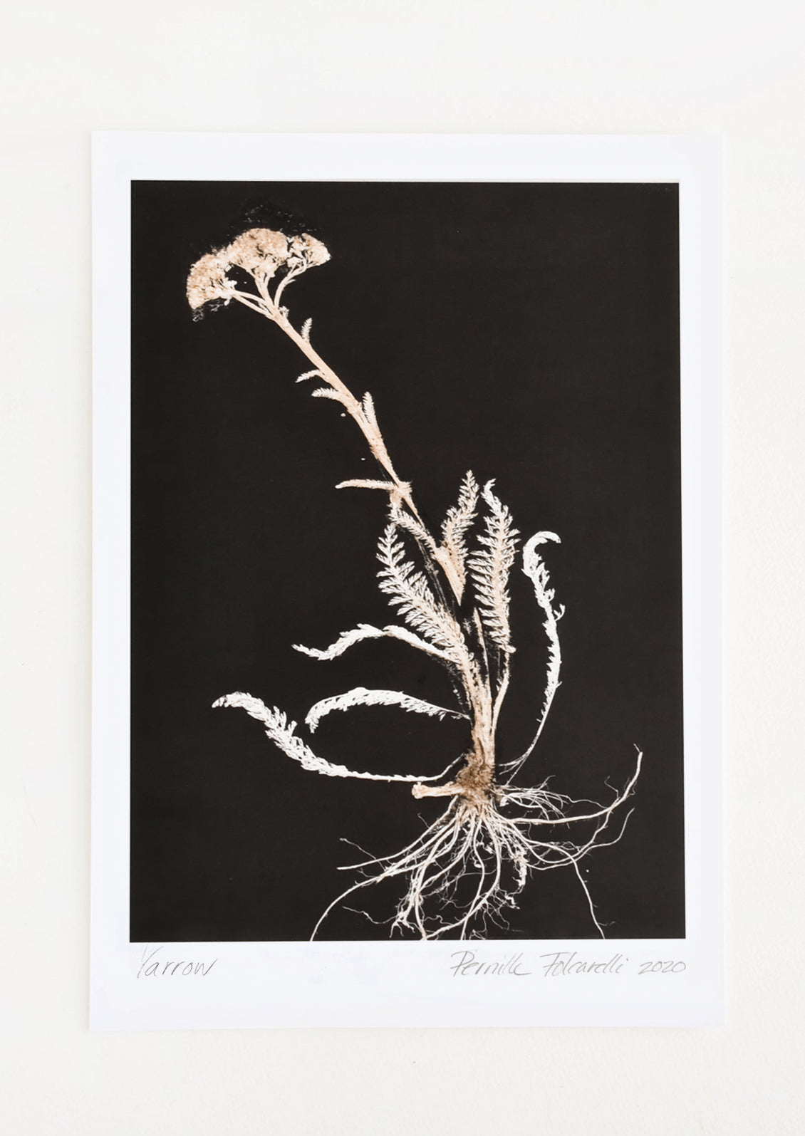 A botanical art print with black background and silhouetted yarrow plant.